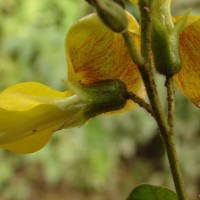 Dunbaria ferruginea Wight & Arn.